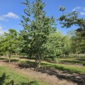 Cercidiphyllum japonicum - Foto 2