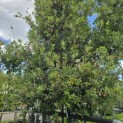 Quercus ilex - 4