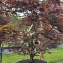 Acer palmatum 'Red Flash' - Foto 2