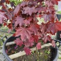 Acer platanoides 'Royal Red' - Foto 4
