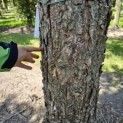 Betula nigra - 6