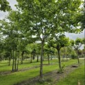 Platanus hispanica - 2