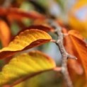 Zelkova serrata