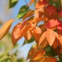 Zelkova serrata