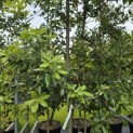 Quercus ilex - 7