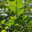 Styrax japonicus - impressie zomerblad