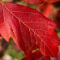 Acer griseum - 1