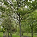 Amelanchier lamarckii - 3