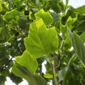 Liriodendron tulipifera 'Aureomarginatum' - 5