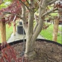 Acer palmatum 'Atrolineare' - 2