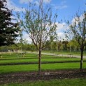 Prunus serrula - 1