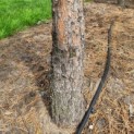 Pinus sylvestris - Afbeelding 6