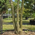 Albizia julibrissin - 3