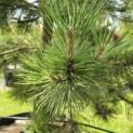 Pinus nigra subsp. Nigra - Foto 1