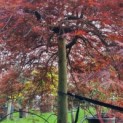 Acer palmatum 'Garnet' - Foto 4