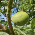 Juglans regia 'Coenen'' - 4