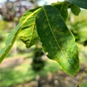 Juglans regia 'Coenen'' - blad nazomer