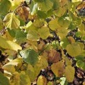 Corylus Avellana 'Aurea' - 1