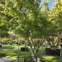 Acer palmatum - 3