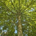 Quercus Palustris - 10