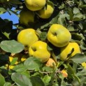 Cydonia Oblonga 'Leskovacz' - Foto 2