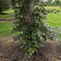 Fagus sylvatica 'Atropunicea' - 1