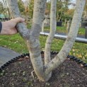 Parrotia persica - 2