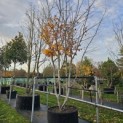 Parrotia persica - 1