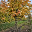 Parrotia persica 'Bella' - 5