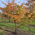 Parrotia persica 'Bella' - 3