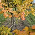 Parrotia persica 'Bella' - 4