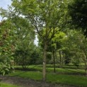 Pterocarya fraxinifolia - 1