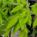 Acer Triflorum - Foto 4