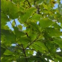 Acer Triflorum - Foto 2
