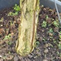 Acer Triflorum - Foto 3