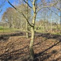 Carpinus betulus - 1