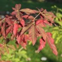 Acer griseum - 3