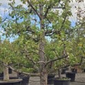 Pyrus c. 'Conference' - 3