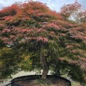 Acer palmatum 'Shigure bato' - Foto 4