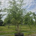 Betula nigra - 1