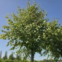 Tilia x europaea 'Pallida' - Foto 5