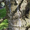 Cedrus libani 'Glauca' - dikke stam met hars in oktober 2024