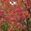 Acer palmatum - 3
