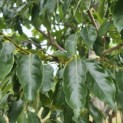 Diospyros Lotus - 3