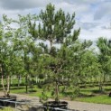 Pinus nigra 'Nigra' - Foto 3