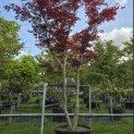 Acer palmatum 'Skeeter's Broom' - 1