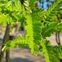 Gleditsia triacanthos ‘Inermis' - Afbeelding 6