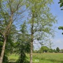 betula nigra - 2