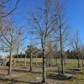 Carpinus Betulus - 1