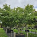 Acer palmatum - 1